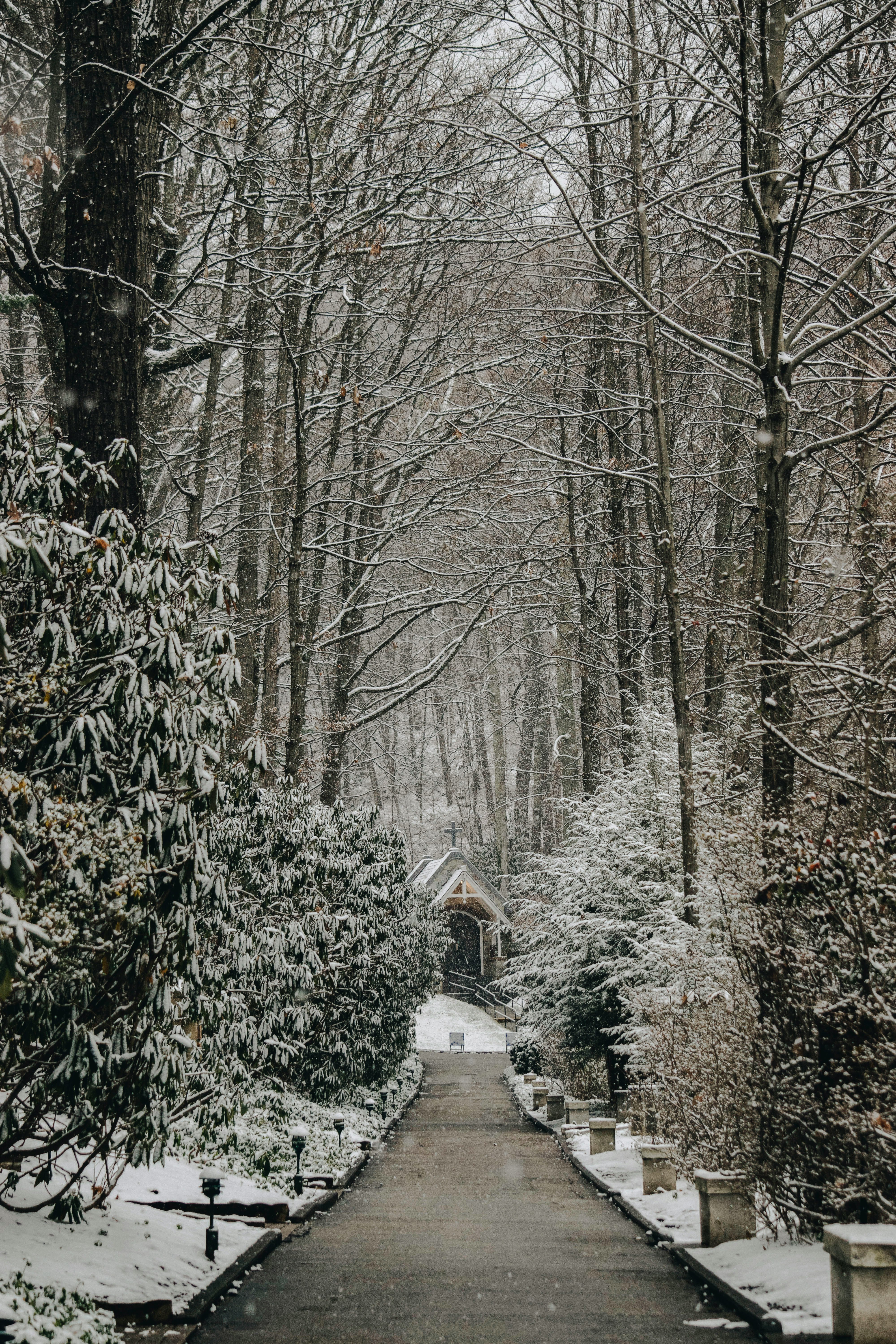 pathway between bare trees at daytime photo